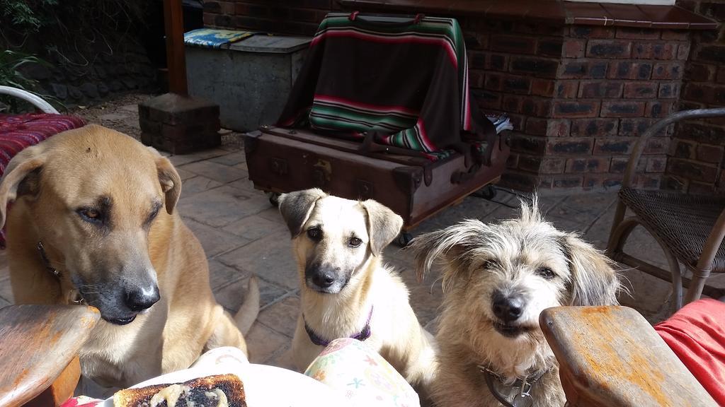 Babbling Brook Bed & Breakfast Pietermaritzburg Esterno foto